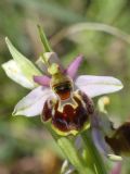 Ophrys exaltata subsp. montis-leonis